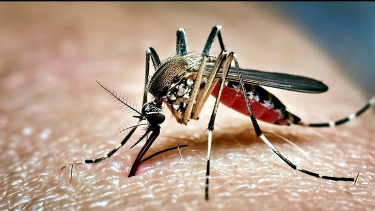 ডেঙ্গুতে একদিনে মৃত্যু ৫, ভর্তি ৪৯০ 