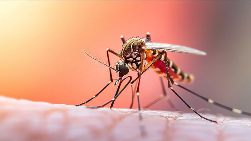 এক সপ্তাহে ডেঙ্গুতে প্রাণ গেল ১৭ জনের